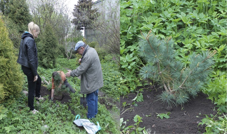 Рис. 5. Посадка Pinus pumila (Pall.) Regel в ботаническом саду Санкт-Петербургского Государственного уиниверситета